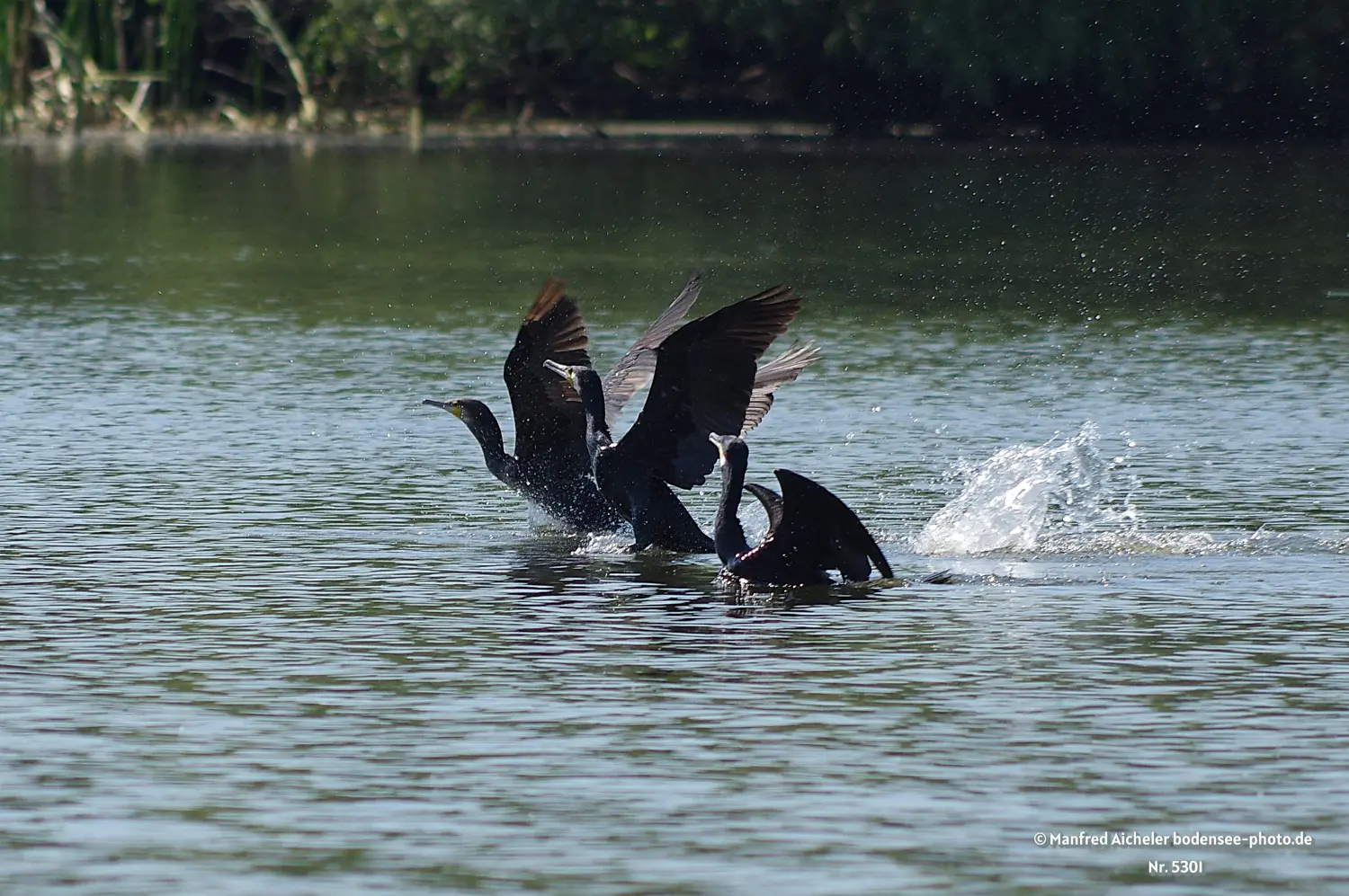 Naturfotografie - Manfred Aicheler -  Wasser- und Feuchtgebiete - Höhepunkte der Vögel