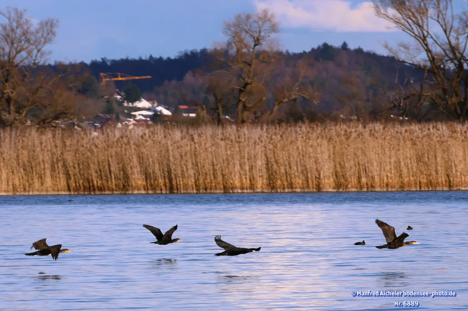 Naturfotografie - Manfred Aicheler -  Wasser- und Feuchtgebiete - Kormorane
