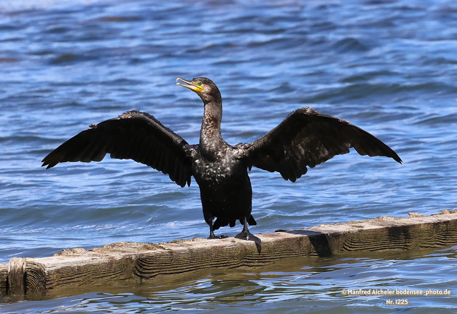 Naturfotografie - Manfred Aicheler -  Wasser- und Feuchtgebiete - Kormorane