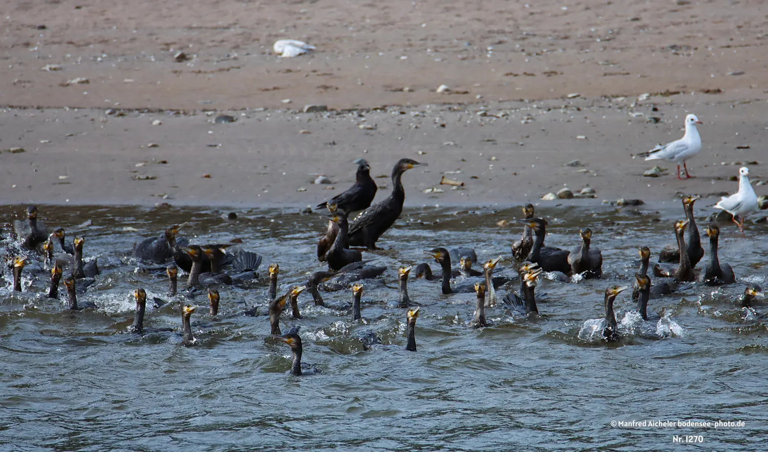 Naturfotografie - Manfred Aicheler -  Wasser- und Feuchtgebiete - Kormorane