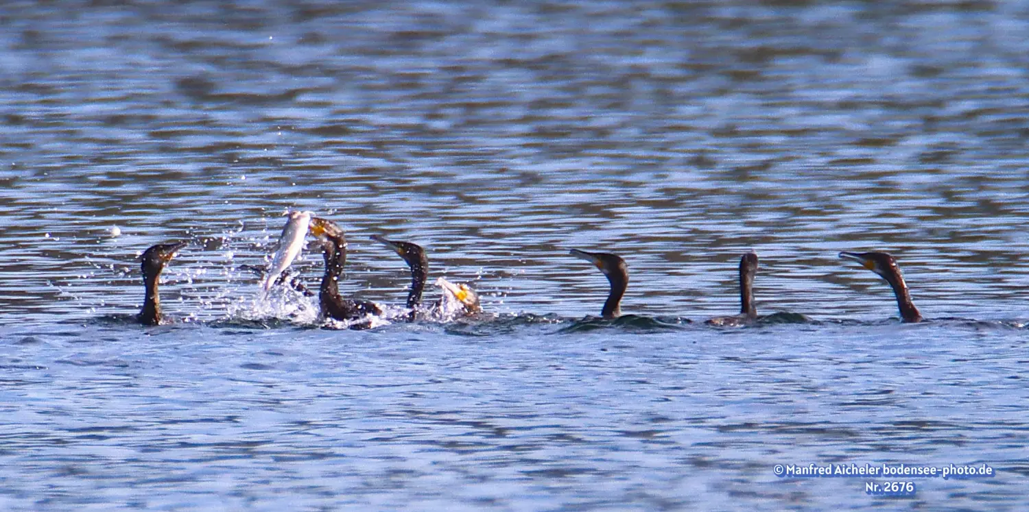 Naturfotografie - Manfred Aicheler -  Wasser- und Feuchtgebiete - Kormorane