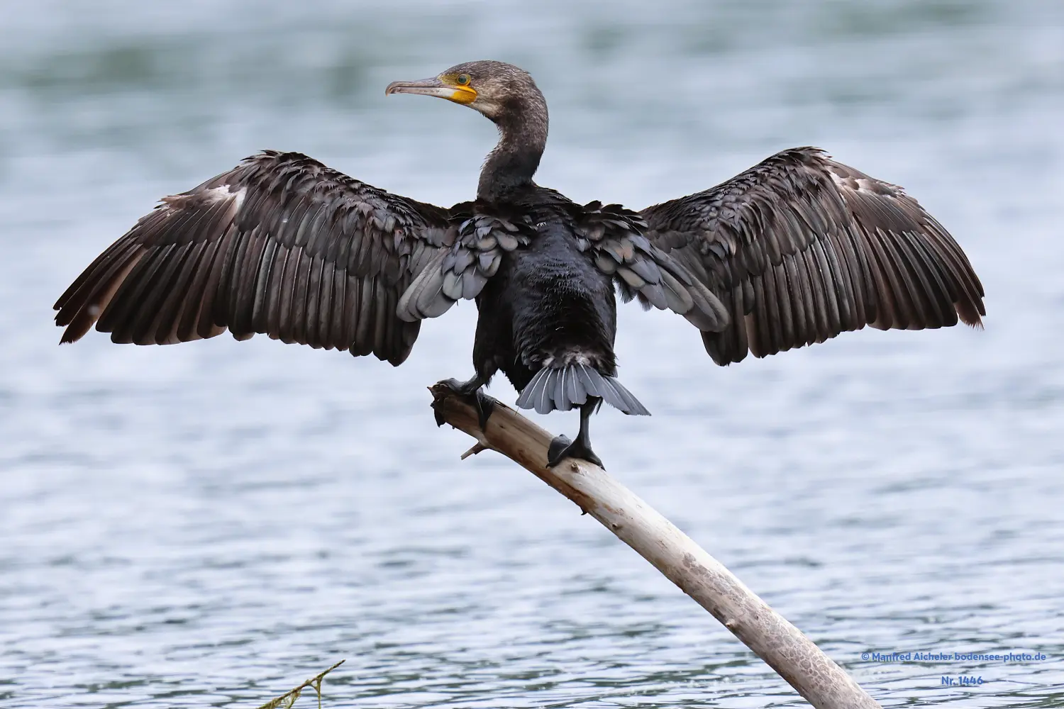 Naturfotografie - Manfred Aicheler -  Wasser- und Feuchtgebiete - Kormorane
