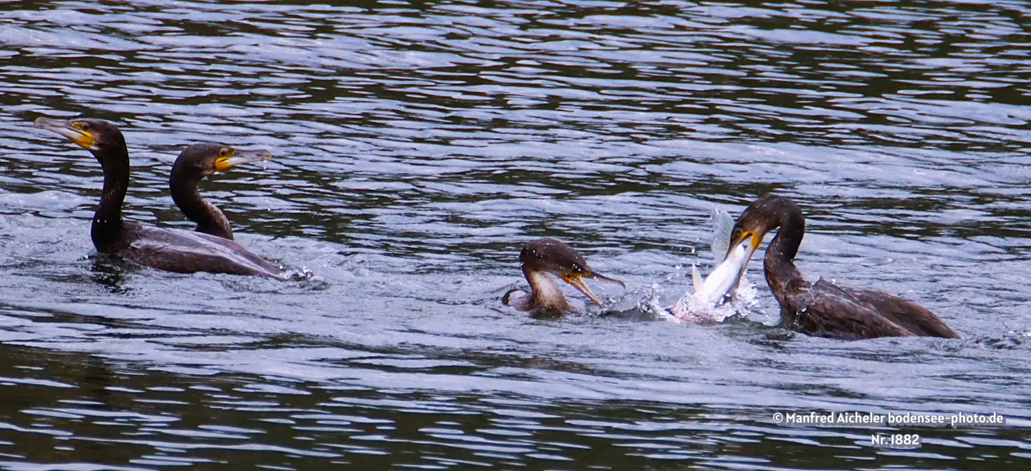 Naturfotografie - Manfred Aicheler -  Wasser- und Feuchtgebiete - Kormorane