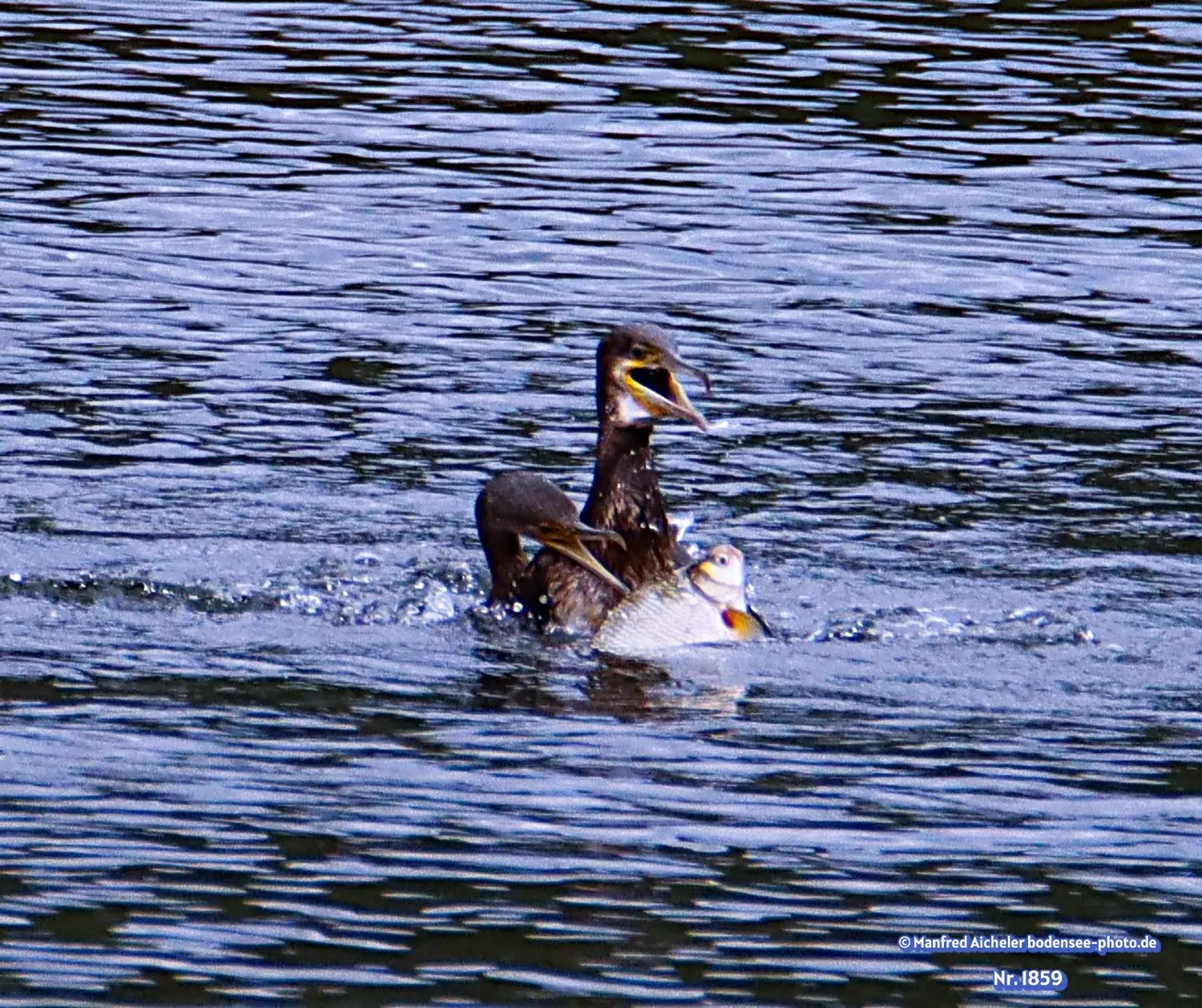 Naturfotografie - Manfred Aicheler -  Wasser- und Feuchtgebiete - Kormorane