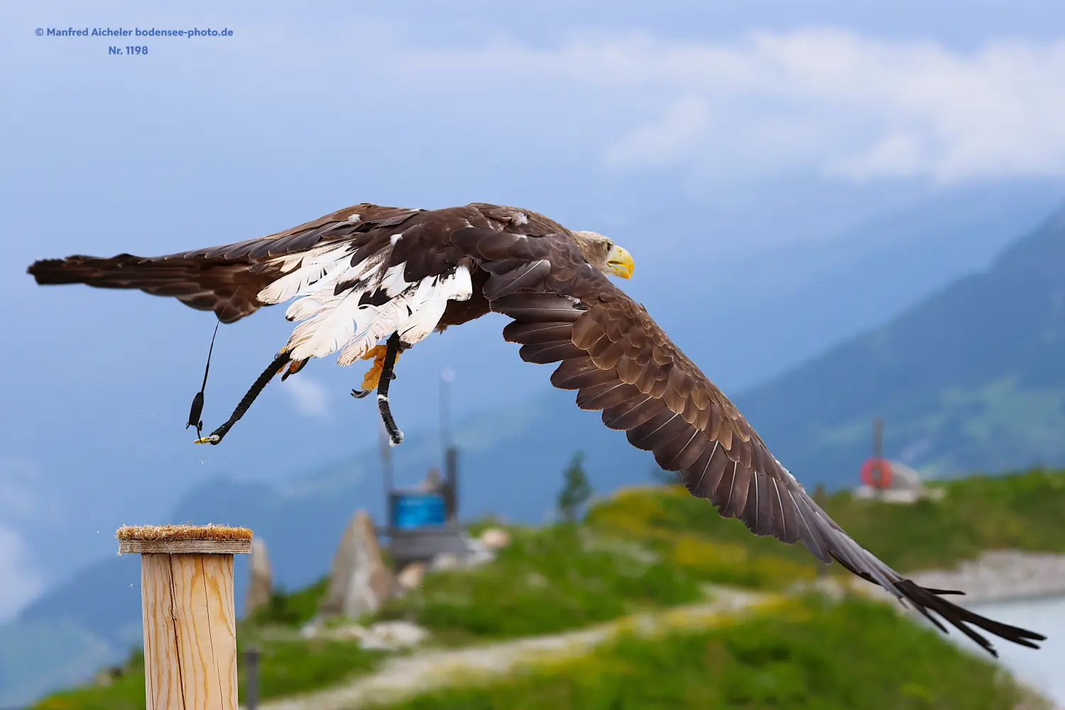 Naturfotografie - Manfred Aicheler -  Wasser- und Feuchtgebiete - Seeadler