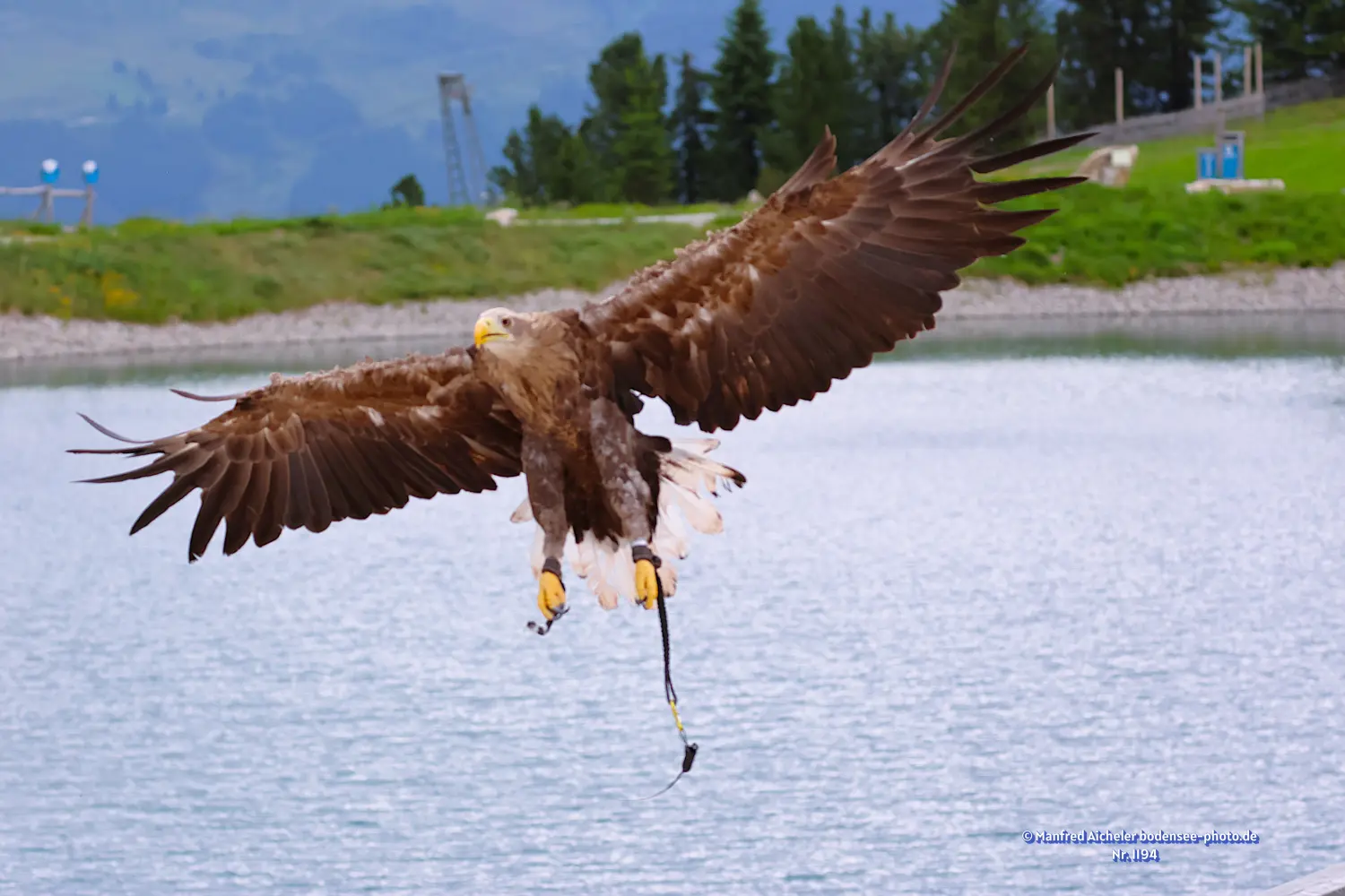 Naturfotografie - Manfred Aicheler -  Wasser- und Feuchtgebiete - Seeadler