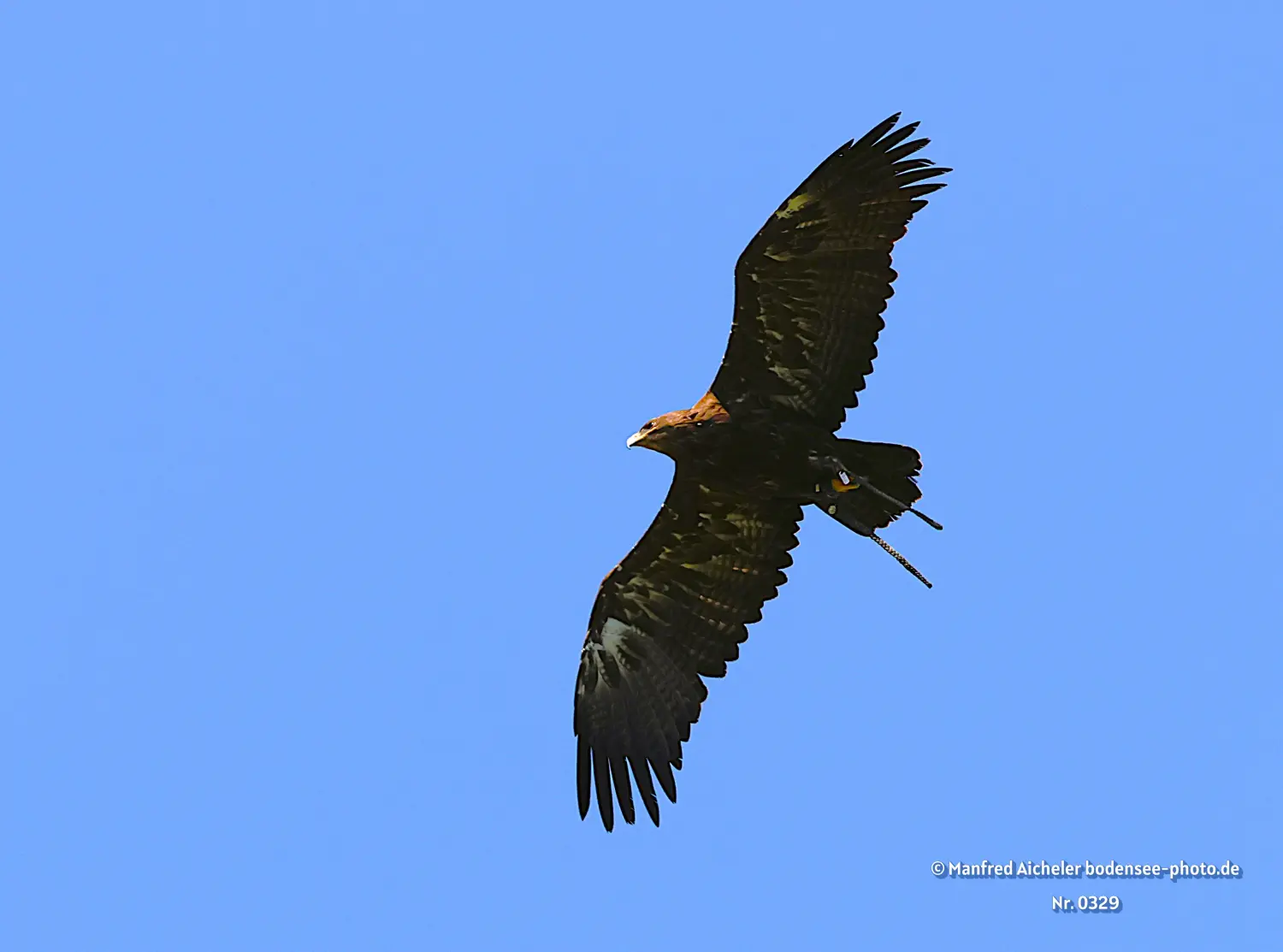 Naturfotografie - Manfred Aicheler -  Offene Landschaften, Felder, Wiesen und Gebäude - Steppenadler