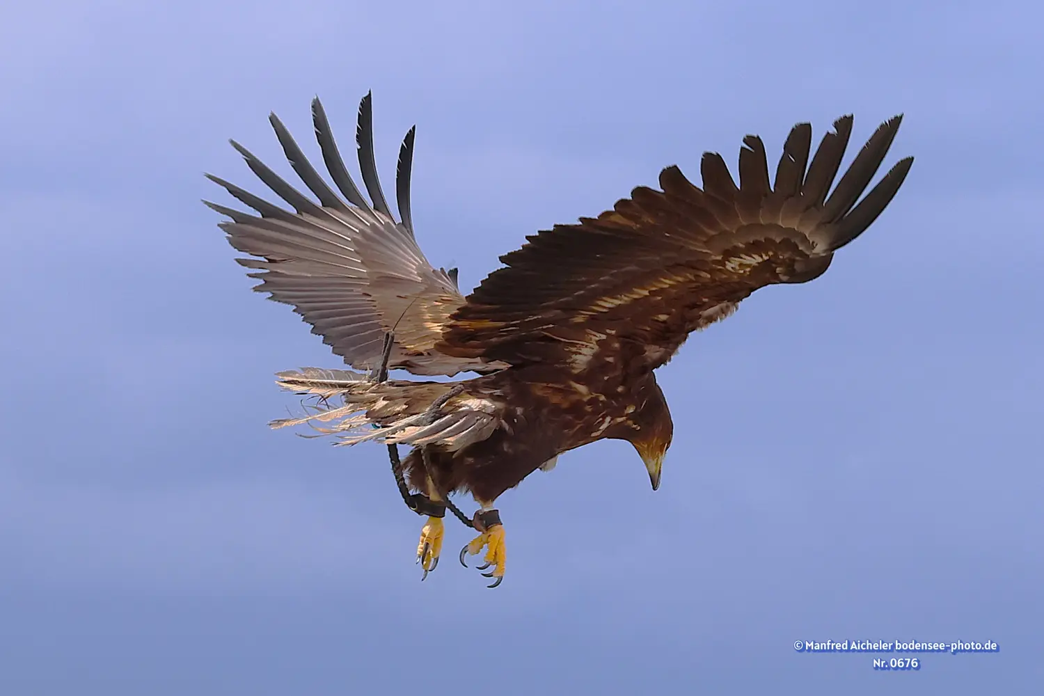 Naturfotografie - Manfred Aicheler -  Offene Landschaften, Felder, Wiesen und Gebäude - Steppenadler