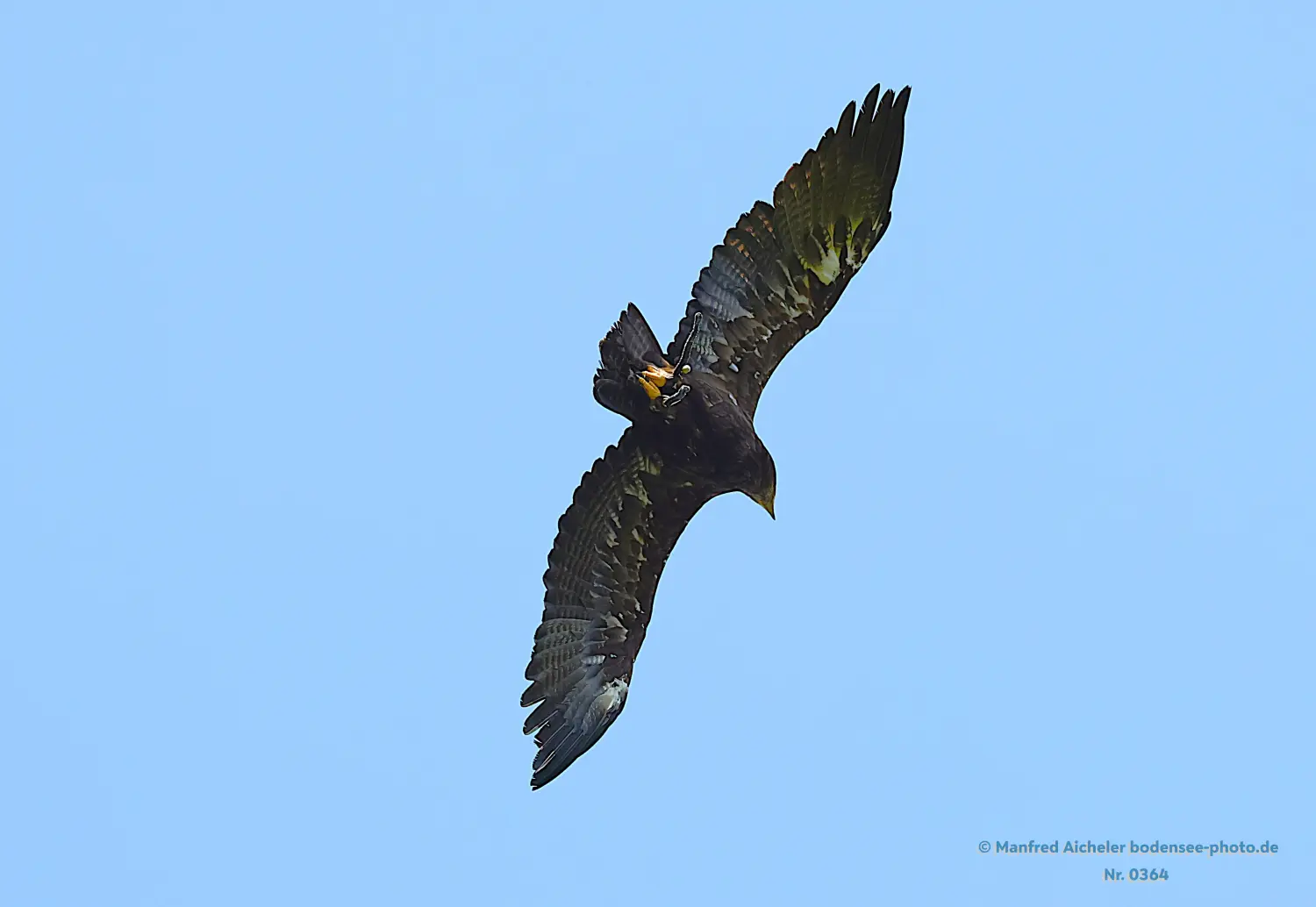 Naturfotografie - Manfred Aicheler -  Offene Landschaften, Felder, Wiesen und Gebäude - Steppenadler