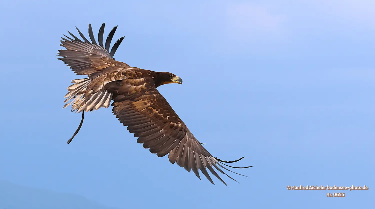 Naturfotografie - Manfred Aicheler -  Offene Landschaften, Felder, Wiesen und Gebäude - Höhepunkte der Vögel