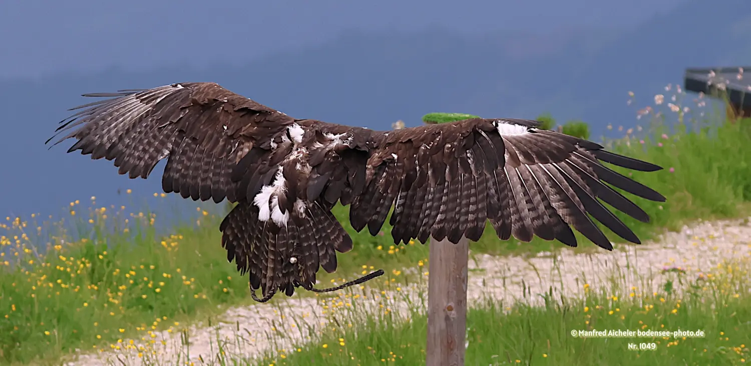 Naturfotografie - Manfred Aicheler -  Offene Landschaften, Felder, Wiesen und Gebäude - Steppenadler