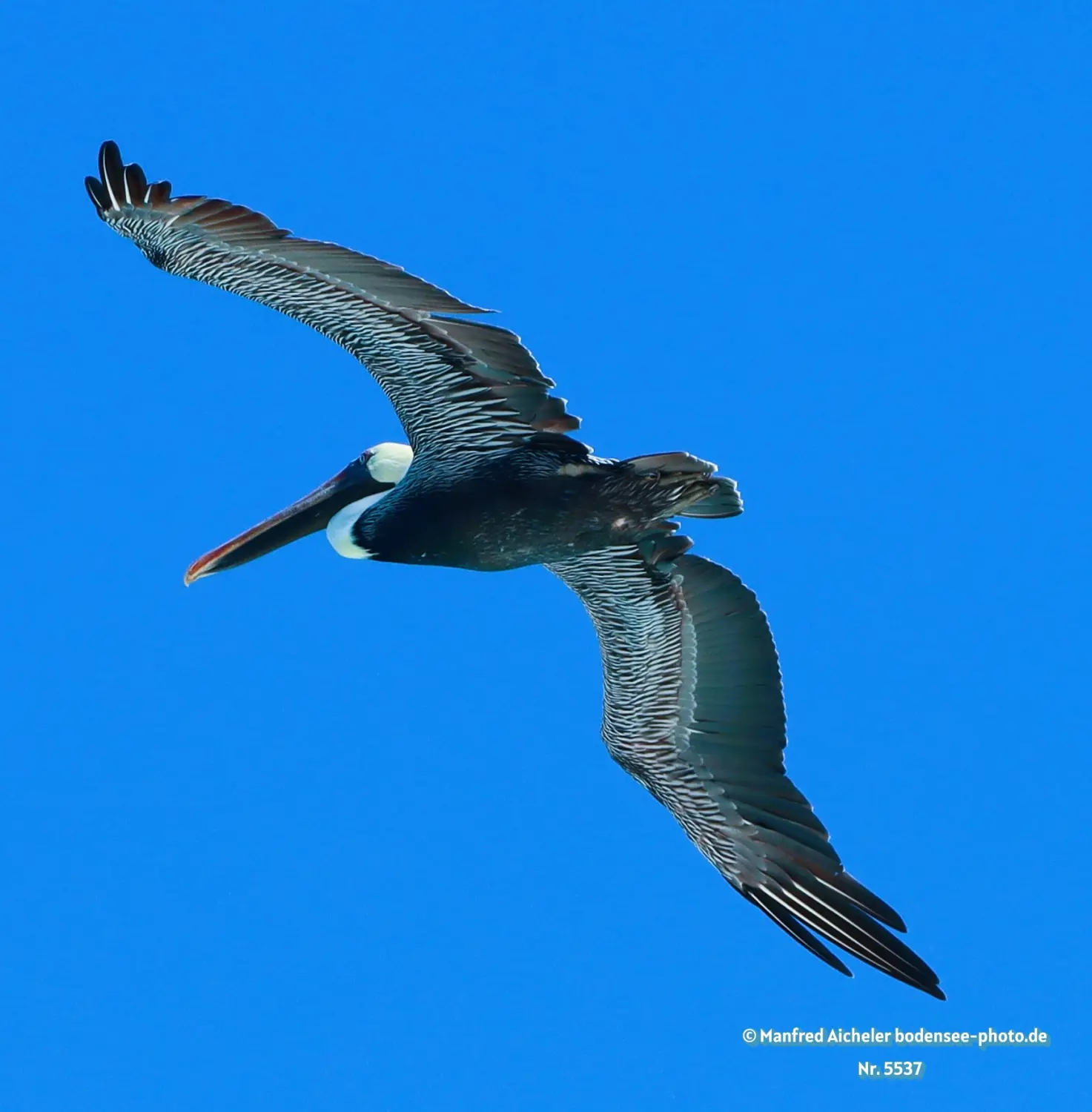 Naturfotografie - Manfred Aicheler -  Wasser- und Feuchtgebiete - Braunpelikan