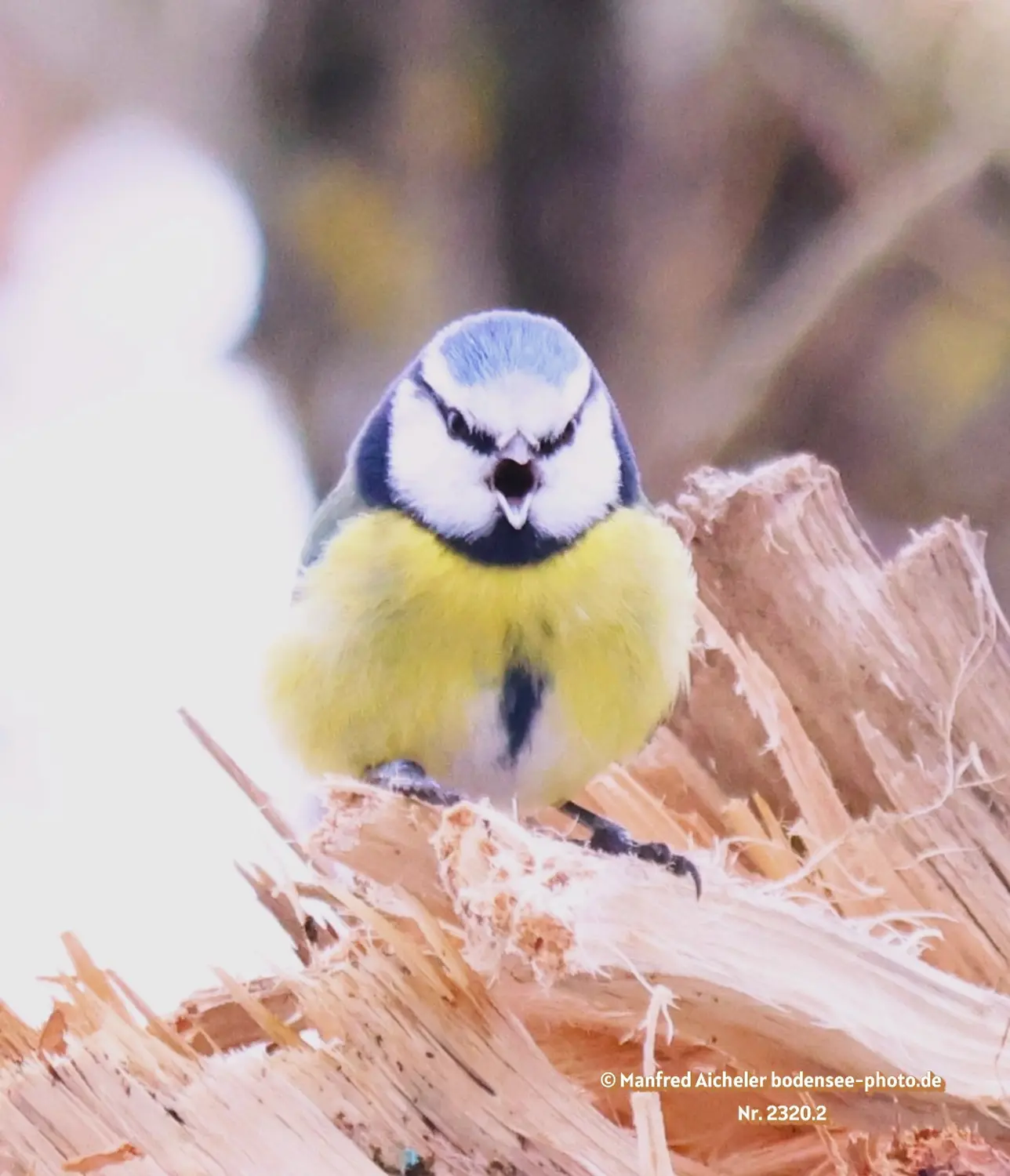 Naturfotografie - Manfred Aicheler -  Wald und Gehölz - Blaumeisen
