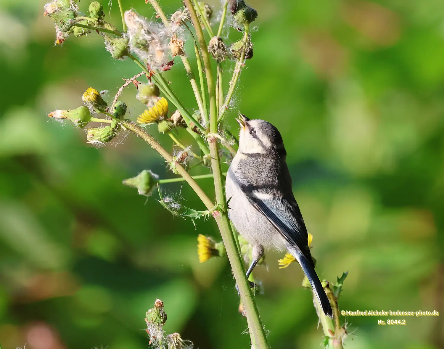 Naturfotografie - Manfred Aicheler -  Wald und Gehölz - Blaumeisen