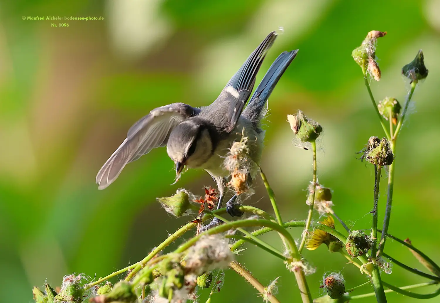 Naturfotografie - Manfred Aicheler -  Wald und Gehölz - Blaumeisen