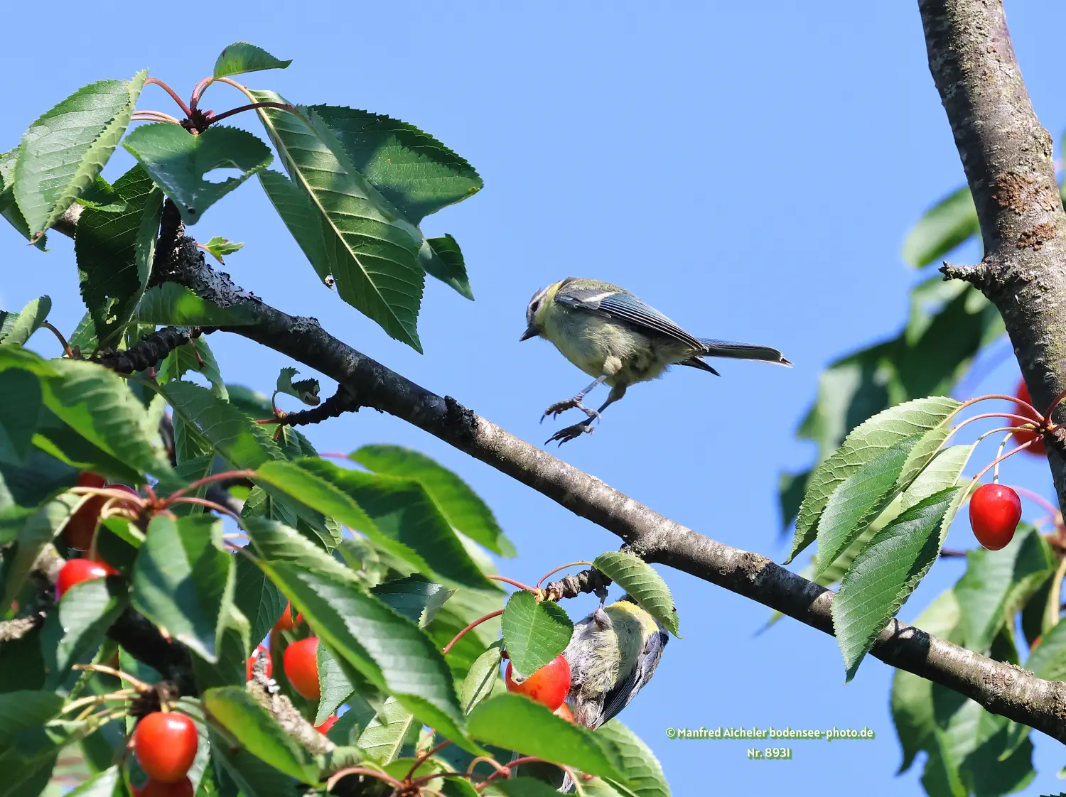 Naturfotografie - Manfred Aicheler -  Wald und Gehölz - Blaumeisen