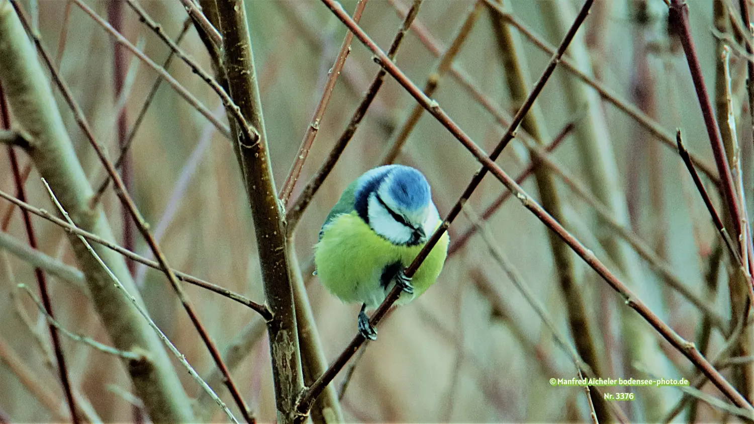 Naturfotografie - Manfred Aicheler -  Wald und Gehölz - Blaumeisen