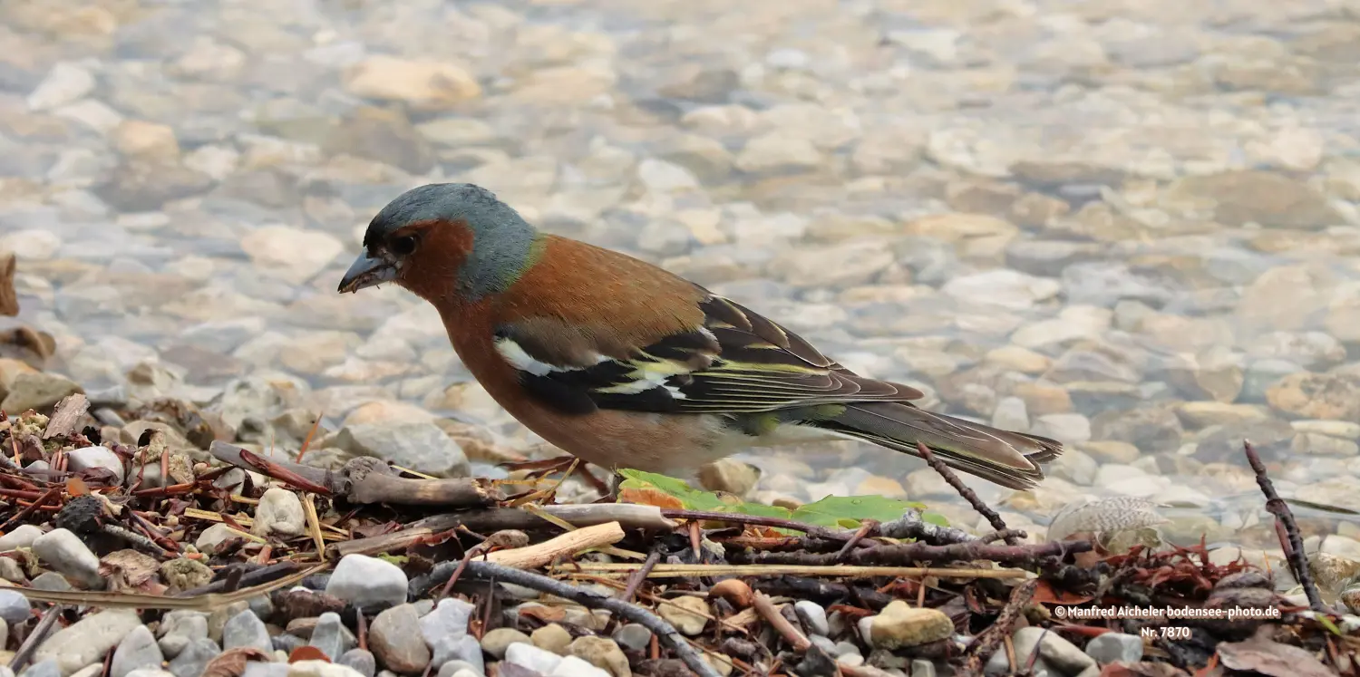 Naturfotografie - Manfred Aicheler -  Wald und Gehölz - Buchfink