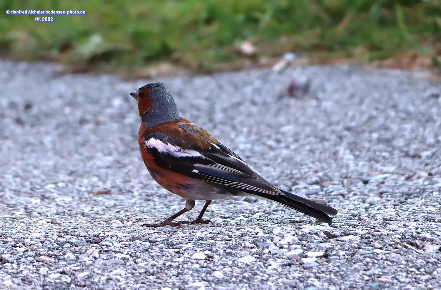 Naturfotografie - Manfred Aicheler -  Wald und Gehölz - Buchfink