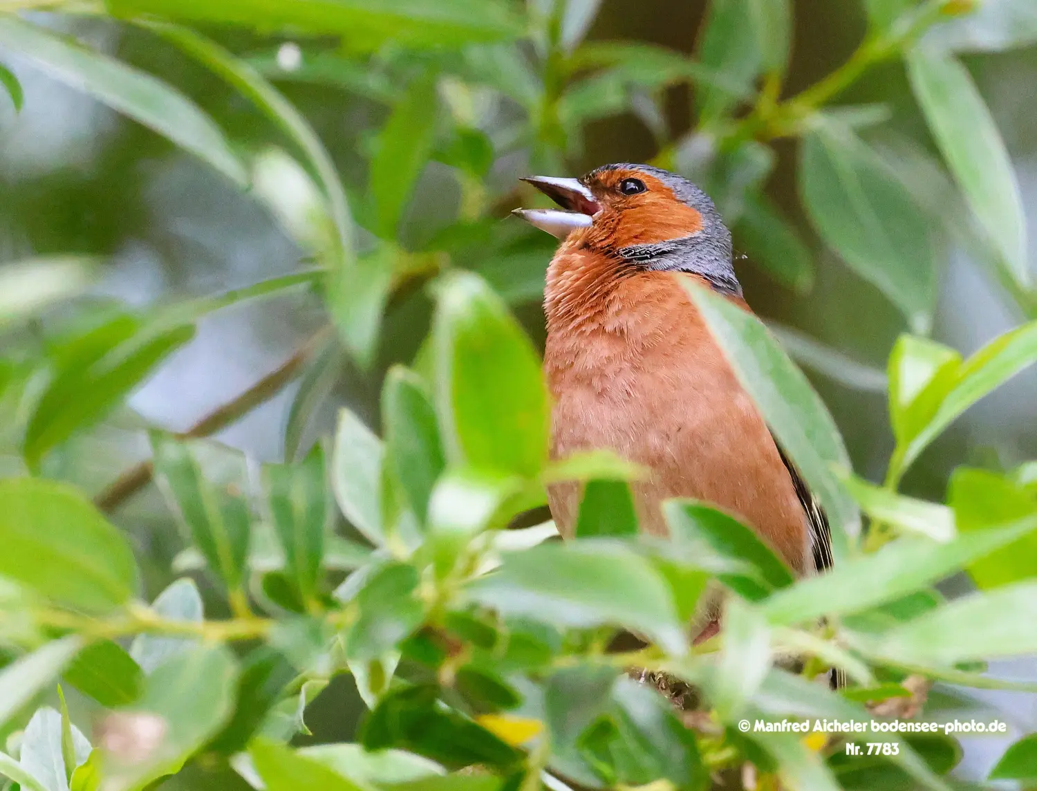Naturfotografie - Manfred Aicheler -  Wald und Gehölz - Buchfink