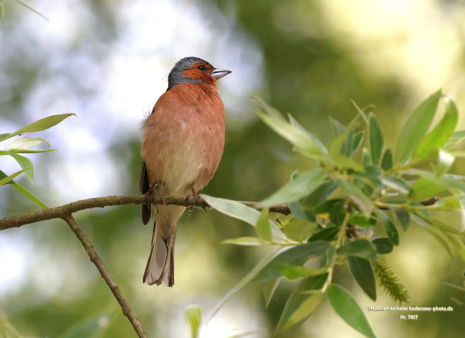 Naturfotografie - Manfred Aicheler -  Wald und Gehölz - Buchfink