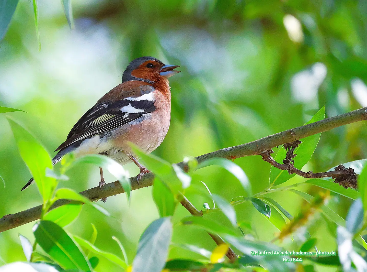 Naturfotografie - Manfred Aicheler -  Wald und Gehölz - Buchfink