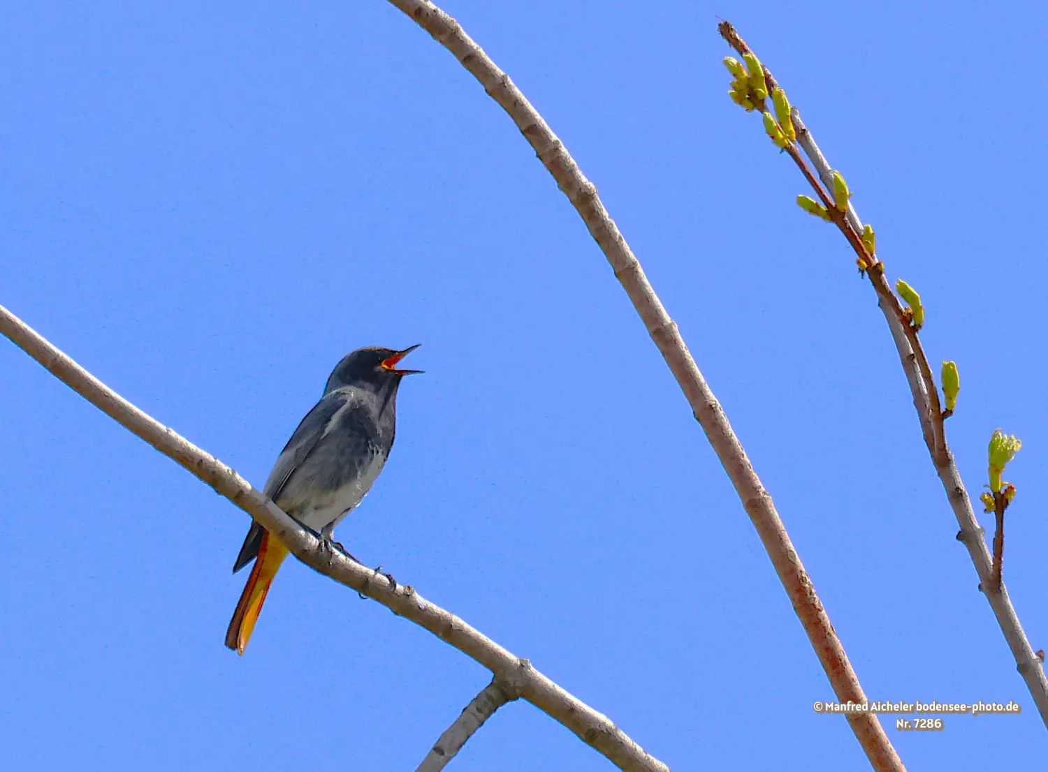 Naturfotografie - Manfred Aicheler -  Offene Landschaften, Felder, Wiesen und Gebäude - Hausrotschwanz