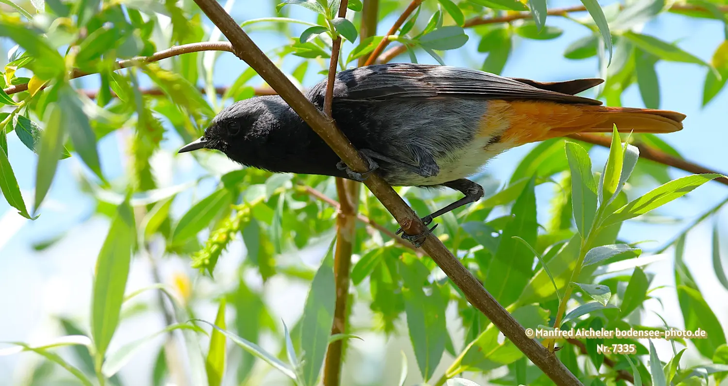 Naturfotografie - Manfred Aicheler -  Offene Landschaften, Felder, Wiesen und Gebäude - Hausrotschwanz