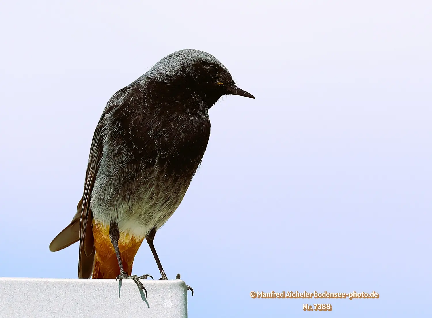 Naturfotografie - Manfred Aicheler -  Offene Landschaften, Felder, Wiesen und Gebäude - Hausrotschwanz