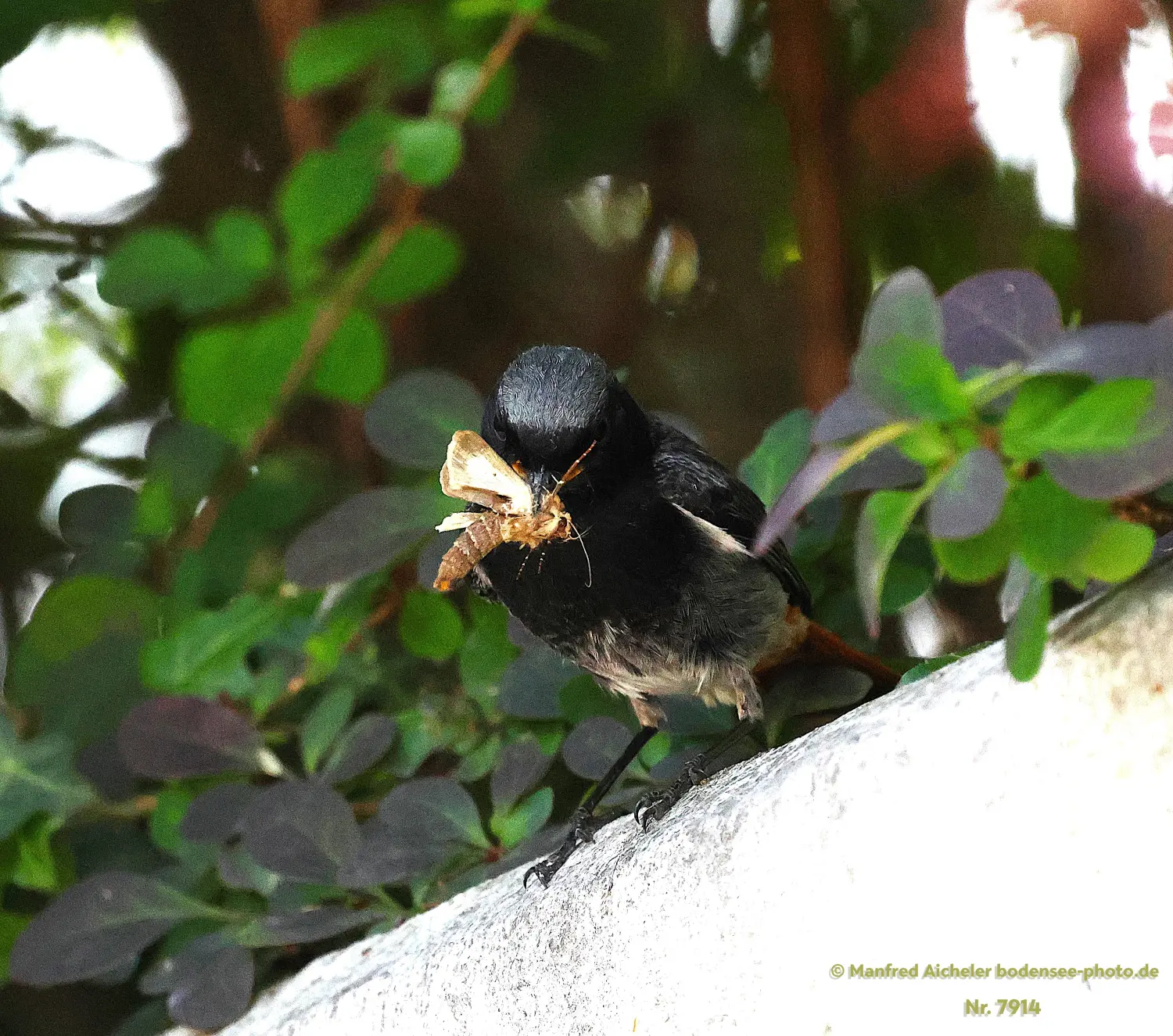 Naturfotografie - Manfred Aicheler -  Offene Landschaften, Felder, Wiesen und Gebäude - Hausrotschwanz