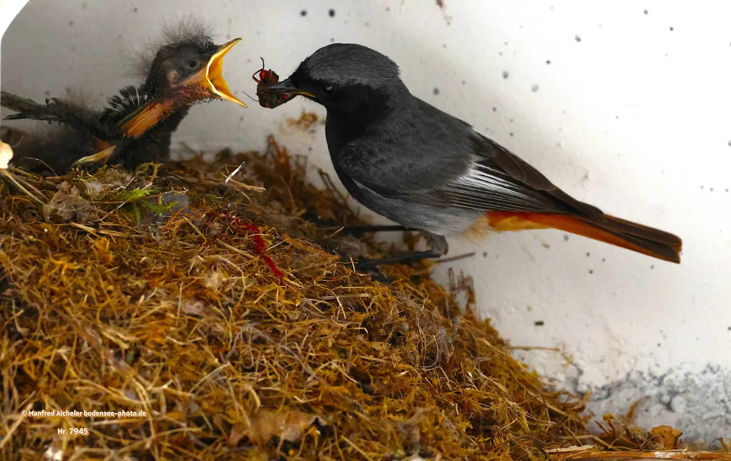 Naturfotografie - Manfred Aicheler -  Offene Landschaften, Felder, Wiesen und Gebäude - Hausrotschwanz