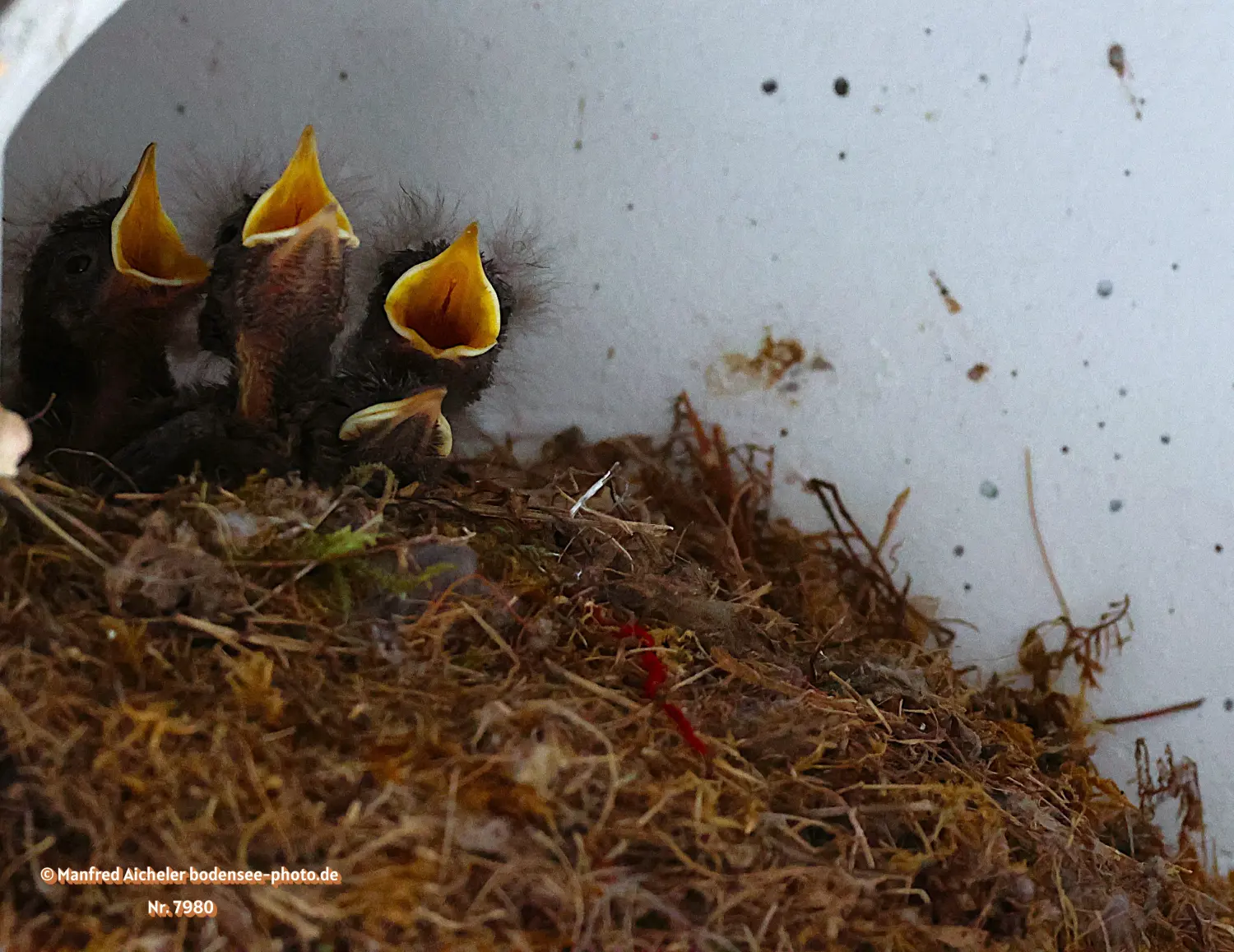 Naturfotografie - Manfred Aicheler -  Offene Landschaften, Felder, Wiesen und Gebäude - Hausrotschwanz