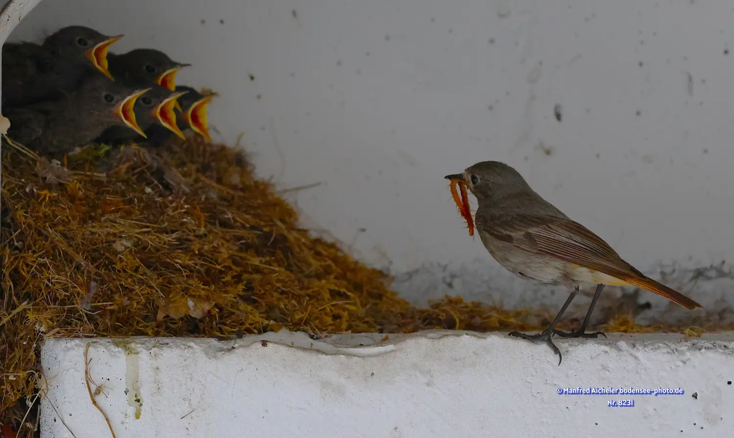 Naturfotografie - Manfred Aicheler -  Offene Landschaften, Felder, Wiesen und Gebäude - Hausrotschwanz