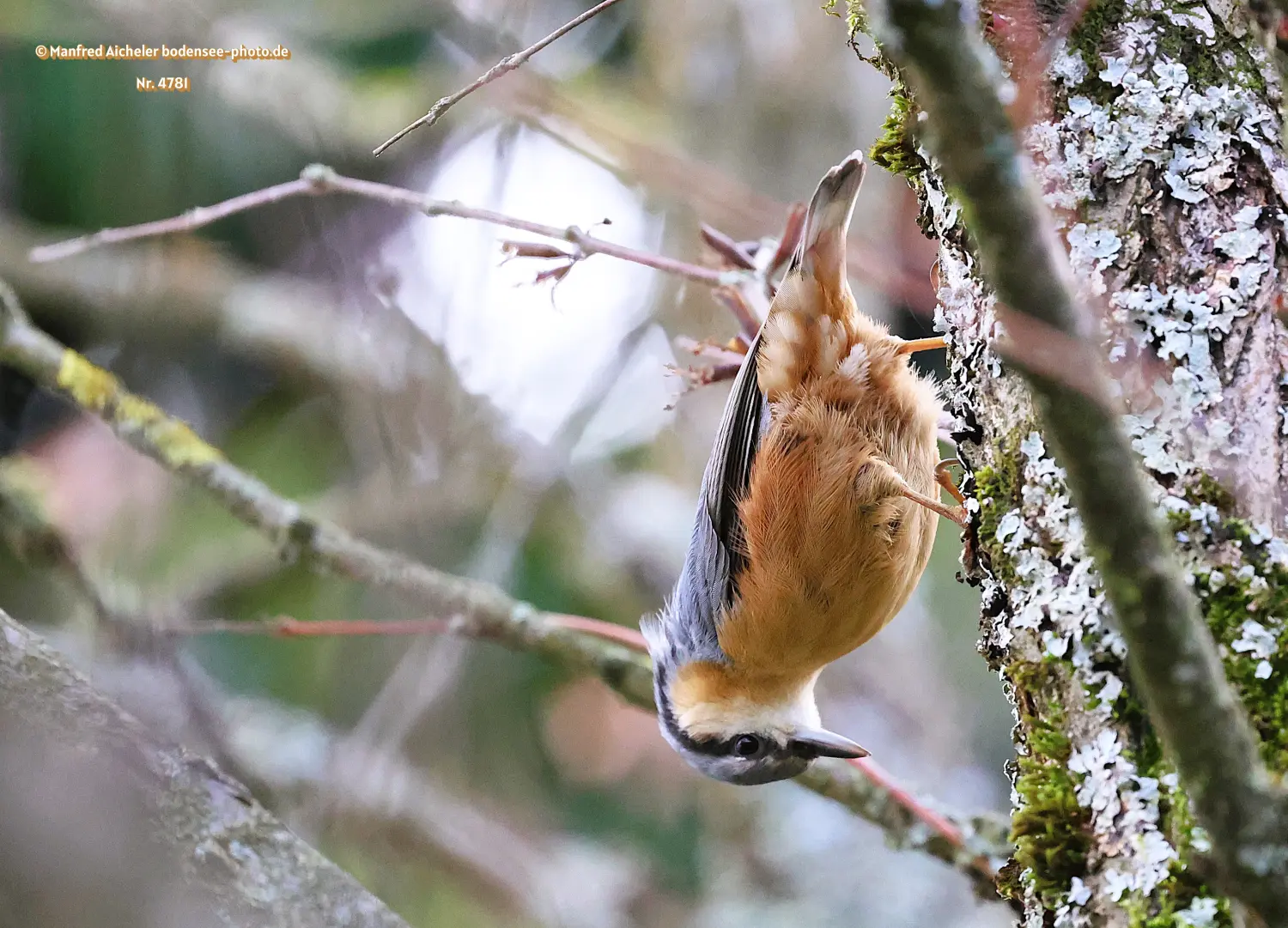 Naturfotografie - Manfred Aicheler -  Wald und Gehölz - Höhepunkte der Vögel