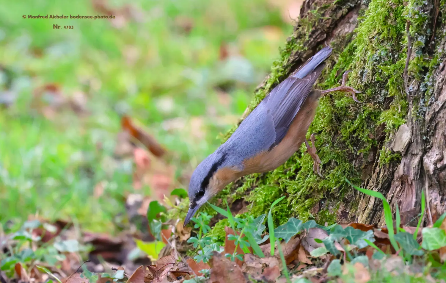 Naturfotografie - Manfred Aicheler -  Wald und Gehölz - Kleiber
