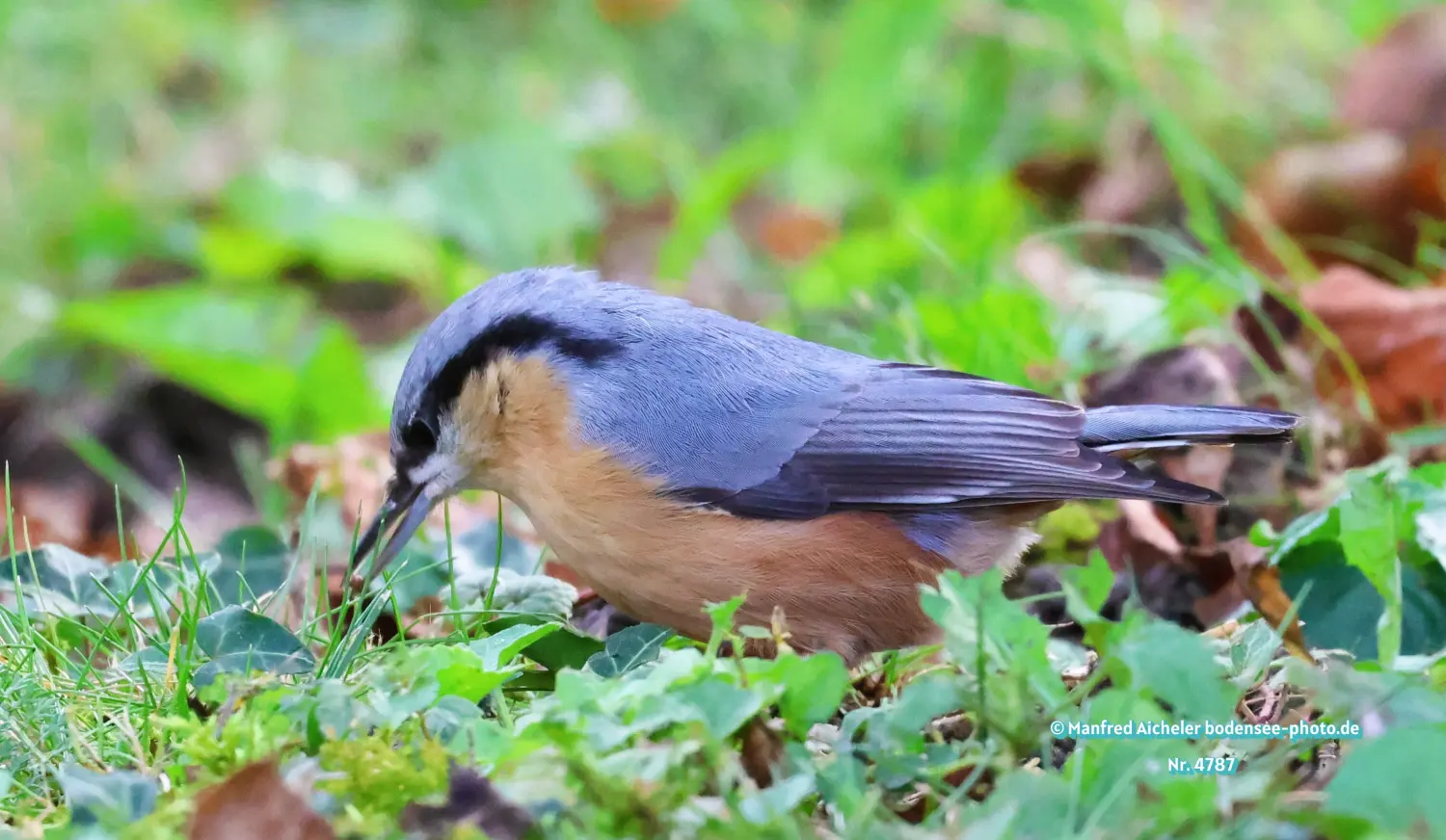Naturfotografie - Manfred Aicheler -  Wald und Gehölz - Kleiber