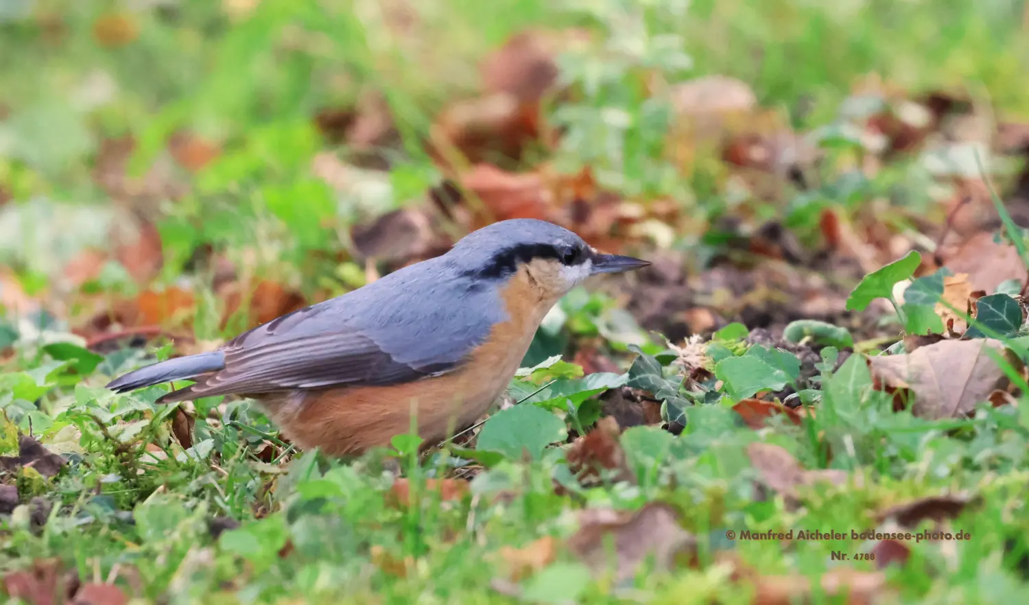 Naturfotografie - Manfred Aicheler -  Wald und Gehölz - Kleiber
