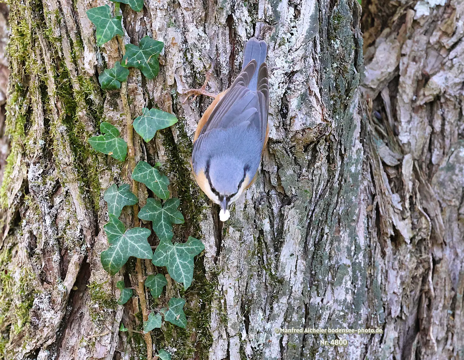 Naturfotografie - Manfred Aicheler -  Wald und Gehölz - Kleiber