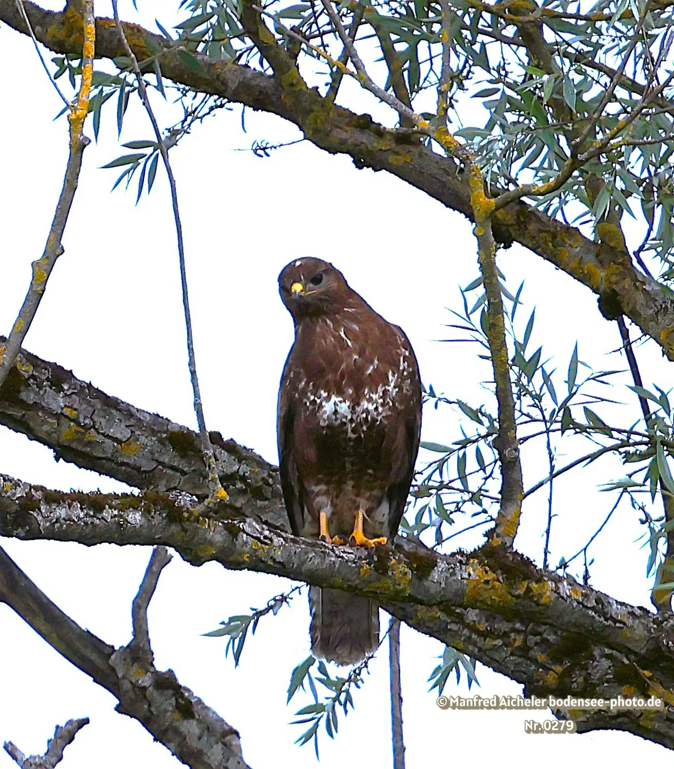 Naturfotografie - Manfred Aicheler -  Offene Landschaften, Felder, Wiesen und Gebäude - Mäusebussard