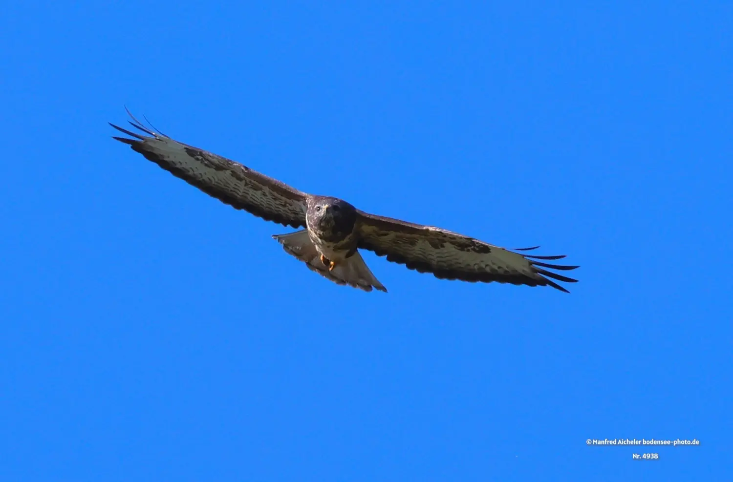 Naturfotografie - Manfred Aicheler -  Offene Landschaften, Felder, Wiesen und Gebäude - Höhepunkte der Vögel