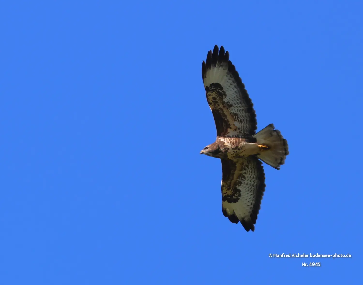 Naturfotografie - Manfred Aicheler -  Offene Landschaften, Felder, Wiesen und Gebäude - Mäusebussard