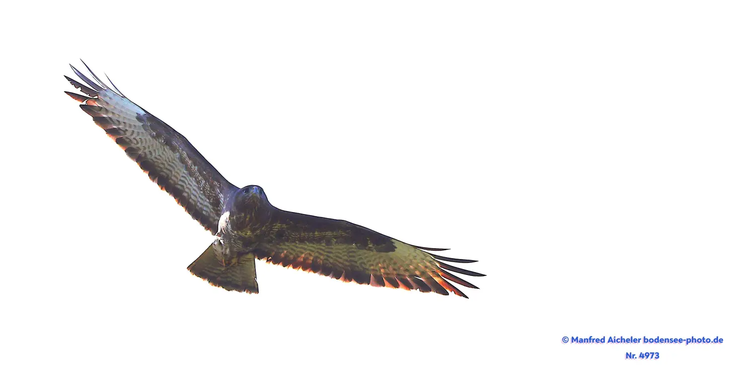 Naturfotografie - Manfred Aicheler -  Offene Landschaften, Felder, Wiesen und Gebäude - Mäusebussard