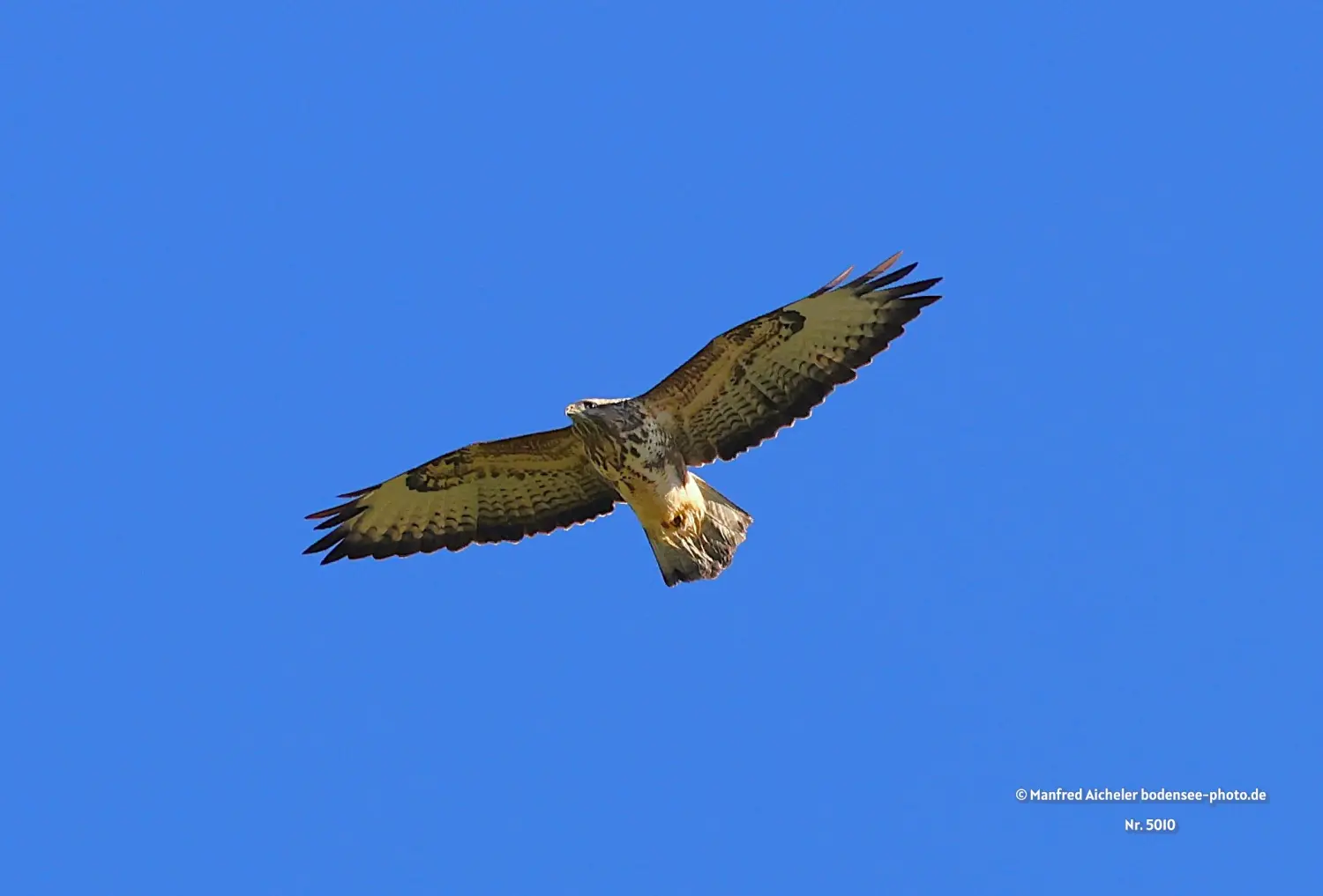 Naturfotografie - Manfred Aicheler -  Offene Landschaften, Felder, Wiesen und Gebäude - Mäusebussard