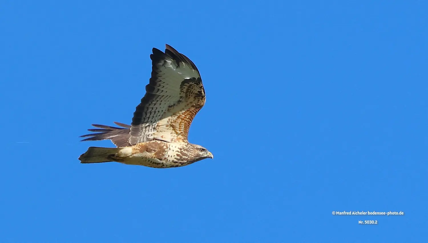 Naturfotografie - Manfred Aicheler -  Offene Landschaften, Felder, Wiesen und Gebäude - Mäusebussard