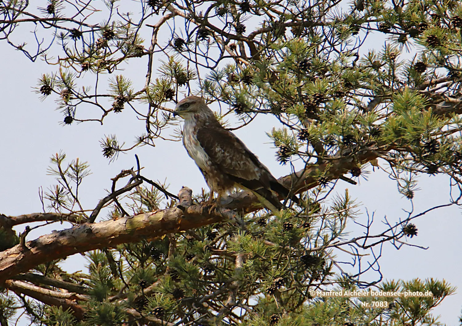 Naturfotografie - Manfred Aicheler -  Offene Landschaften, Felder, Wiesen und Gebäude - Mäusebussard