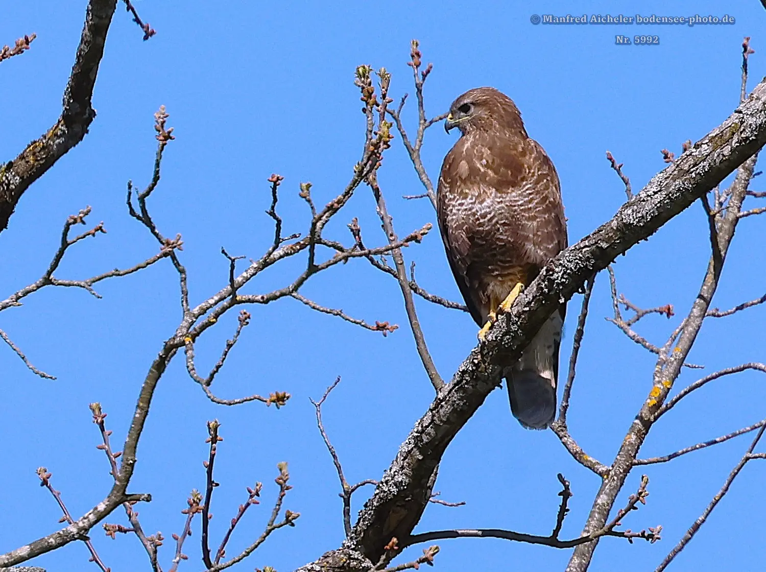 Naturfotografie - Manfred Aicheler -  Offene Landschaften, Felder, Wiesen und Gebäude - Höhepunkte der Vögel