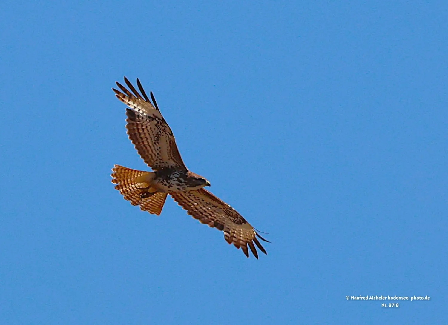 Naturfotografie - Manfred Aicheler -  Offene Landschaften, Felder, Wiesen und Gebäude - Mäusebussard
