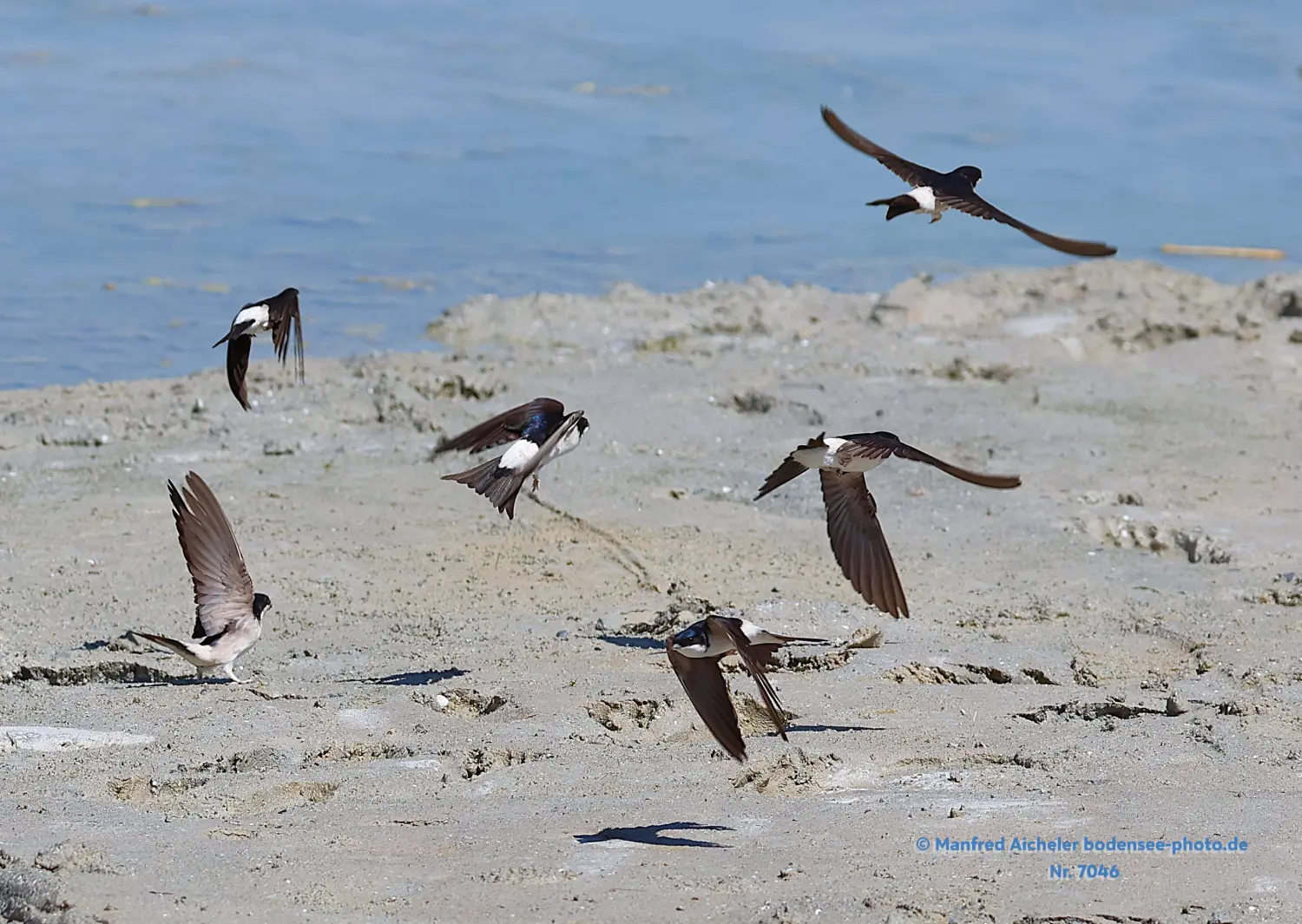 Naturfotografie - Manfred Aicheler -  Offene Landschaften, Felder, Wiesen und Gebäude - Mehlschwalben