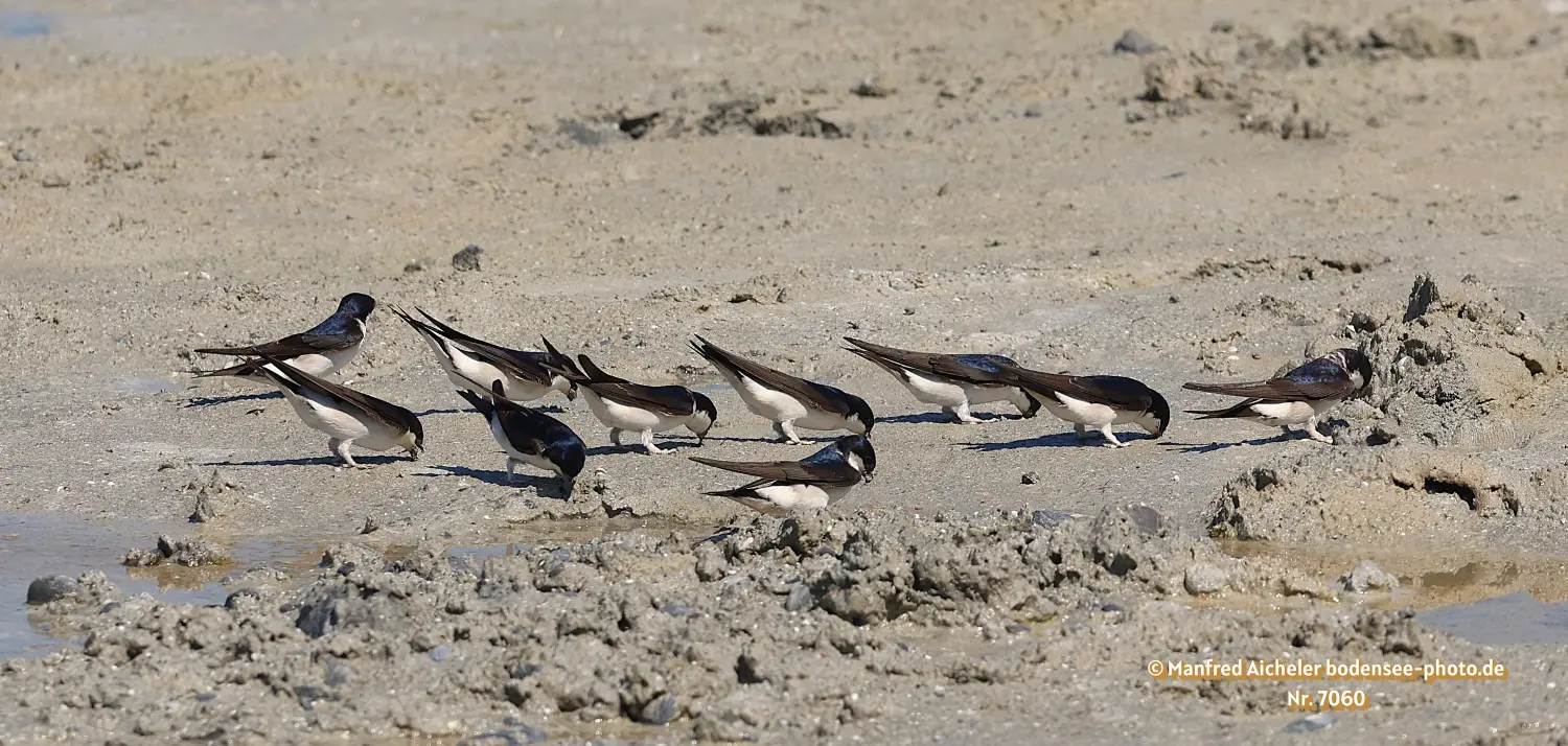 Naturfotografie - Manfred Aicheler -  Offene Landschaften, Felder, Wiesen und Gebäude - Mehlschwalben