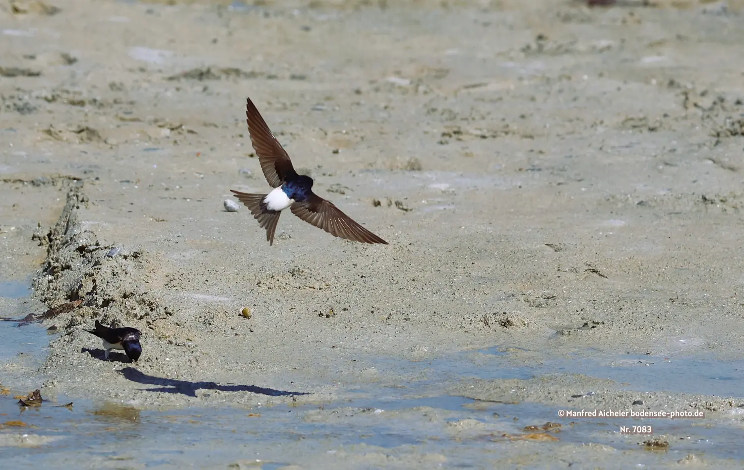 Naturfotografie - Manfred Aicheler -  Offene Landschaften, Felder, Wiesen und Gebäude - Mehlschwalben